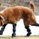 Illustration for article titled Need A Pick-Me-Up? Check Out These Animals Made Happier By Prosthetics